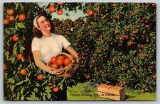 1920s Florida Postcard  Orange Picking Time in Florida.  picture