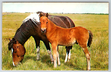 c1960s Horses Grazing Pony Vintage Postcard picture