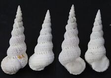 Seashells Epitonium varicosa WENTLETRAPS 41 & 46 mm F+++/GEM marine specimen     picture