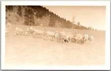 Sheep and Goat Breed In The Farm Rocky Mountains RPPC Real Photo Postcard picture