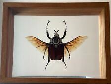  Goliath beetle Goliathus goliatus Insect - Entomology Double Glass Display picture