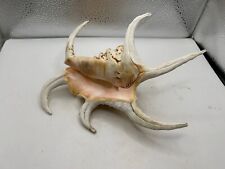 LAMBIS CHIRAGRA SPIDER SPINY SEASHELL Shell 8” Pink Large picture