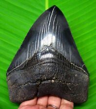 MEGALODON SHARK TOOTH - ALMOST 5” - SERRATED SHARK TEETH - NO REPAIR - MEGLADONE picture