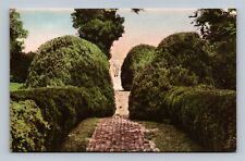 Charlottesville,VA. Boxwood planted by James Monroe at Ash Lawn,Hand-Colored picture