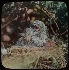 ANTIQUE HAND COLOURED Magic Lantern Slide YOUNG COCKOO C1900 PHOTO BIRDS picture