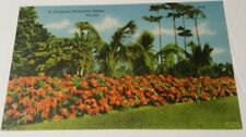 1940's  FLORIDA linen postcard  ~ A Gorgeous Poinsetta Hedge in Florida picture