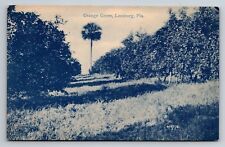 Orange Grove Leesburg Florida Antique Unposted Postcard picture