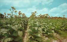 Vintage Postcard Tobacco Land View of Tobacco Plants in Field picture