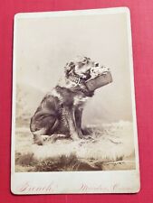 SWEET ANTIQUE DOG HOLDING BASKET OF FLOWERS CABINET CARD  BY FRENCH MERIDEN, CT picture
