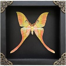 Black Framed Luna Moth Taxidermy Real Butterfly Specimens Framed Home Decor picture