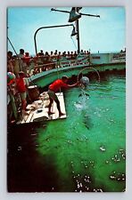 Fort Walton Beach FL-Florida, Porpoise Tricks Gulfarium Vintage c1971 Postcard picture