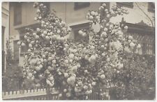 1910 Fitchburg, Oakland, California REAL PHOTO Residential Home, Huge Rose Bush picture