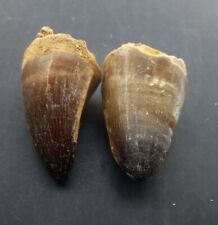 1.9Inches Rare Mosasaur Tooth Fossil Prognathodon  teeth Morocco Fossilized #B25 picture