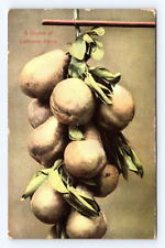 Vintage Old Postcard Cluster California Pears Sierra Madre CA 1907 Cancel Fruit picture