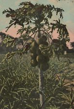Bundle of Pawpaw Fruit in Pineapple Field Florida Divided Back Vintage Post Card picture