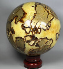10.9lb Polished DRAGON SEPTARIAN Ball sphere Crystal w/Rosewood Stand Madagascar picture