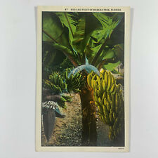 Postcard Florida FL Banana Tree Bud 1930s White Border Unposted picture