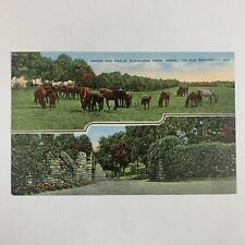 Postcard Kentucky KY Blue Grass Claiborne Farm Thoroughbred Horse Linen 1940s picture