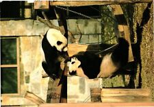 Vintage Postcard 4x6- HSING-HSING AND LING-LING, NATIONAL ZOOLOGICAL PARK, WASHI picture