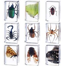 9 Pcs Insect in Resin Specimen Bugs Collection Paperweights Arachnid Butterfl... picture