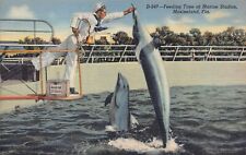 St Augustine Florida FL Marineland Dolphin Porpoise Sailor Vtg Postcard Q1 picture