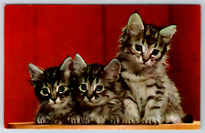 c1960s Three Little Brown Kittens Vintage Postcard picture