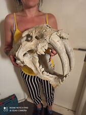 Smilodon populator, skull replika life size 1:1, very big picture