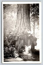 c1952 RPPC Animal Tree Big Basin Park BOULDER CREEK CA VINTAGE Postcard Red 2c picture