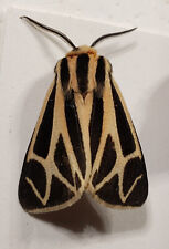 Tiger Moth: Apantesis sp  (Erebidae) USA Lepidoptera Insect picture