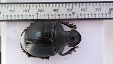 Coleoptera Scarabaeidae Scarabaeinae Heliocopris marshalli A1 Male,great picture