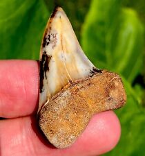FIREZONE Bakersfield Planus Fossil Shark Tooth Hill Mako Great White Teeth Gem picture