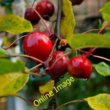 Photo 6x4 Crab Apples in the rain Bromsash These fruit are rotting on the c2013 picture