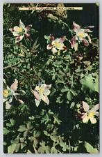 Postcard CO The Columbine State Flower Linen A22 picture
