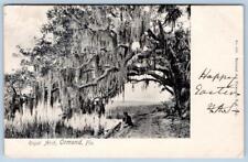 PRE-1907 ORMOND FLORIDA*FL*ROYAL ARCH TREE*NATIONAL ART VIEW CO POSTCARD picture