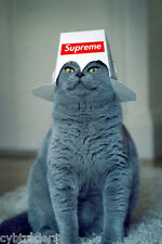 Funny Blue Cat Supreme  Refrigerator / Tool Box / File Cabinet Magnet   picture