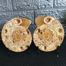 600g 1 pair  of  Split Ammonite  Specimen Shell Healing Madagascar md611 picture