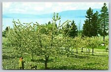 Postcard Montana Flathead Lake Cherry Orchard 4K picture
