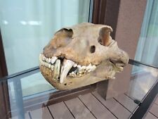CAVE LION fossil skull 30 cm 0,72 kg with 3D printed lower jaw, Pleistocene age picture
