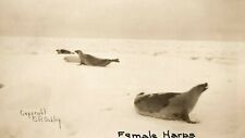 C.1905-10 RPPC Female Harp Seals on The Tundra Antarctic S.R. Oakley NOKO F94 picture