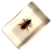 44mm Real Honeybee Honey Bee in Clear Lucite Resin Science Education Specimen picture