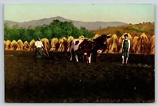 Farming~Workers & Cows Ploughing Field~Vintage Postcard picture