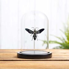 Taxidermy Giant Scoliid Wasp in Glass Dome (Megascolia procer javanesis) picture