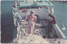 c1950s Fishermen on Fishing Boat Big Catch Vintage Florida Postcard picture