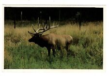 Postcard WY Elk Western United States Wyoming Wildlife picture
