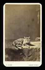 Unusual CDV Photo Tabby Cat with Reaching Hidden Mother Hand 1860s Creepy picture
