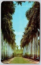 Palm Tree Sinaloa Park Los Mochis Sin Mexico Postcard UNP Unused VTG Vintage picture