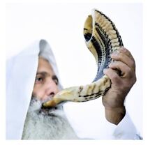 Kosher Ram Shofar Horn from 12''-14'' Traditional Half Polished Ram Shof USA picture