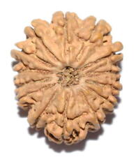 Rare Collector Size 14 Mukhi Rudraksha of Nepal - Lab Certified picture