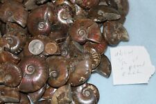 1 Large Ammonite fossil polished  rainbow iridescent. About 1/12 of a pound lbs picture