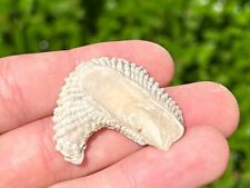 France Fossil Bivalve Ostrea cubitus Eocene Age Oyster Shell picture